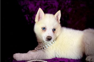 Kuma - puppy for sale