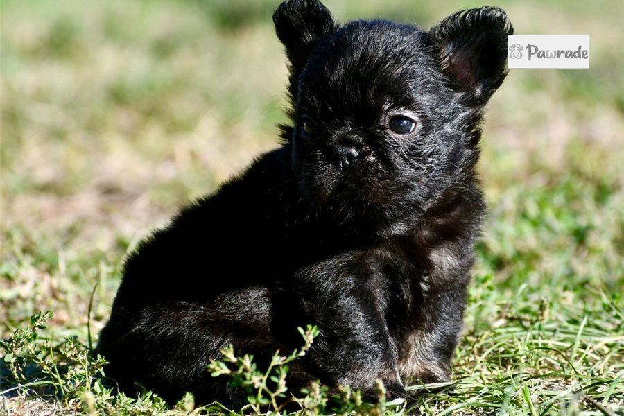Tiggy - French Bulldog for sale