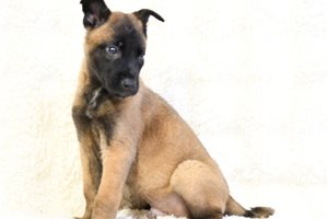 Avery - Belgian Malinois for sale