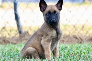Sprout - Belgian Malinois, placed in Springfield