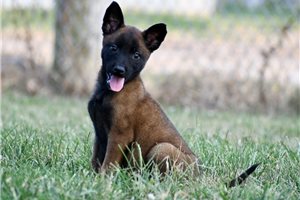 Squeak - Belgian Malinois for sale