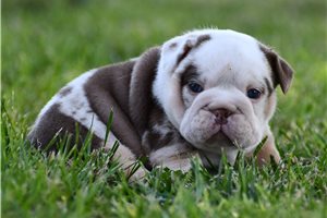 Aurora - English Bulldog for sale