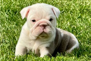 Tiana - English Bulldog for sale