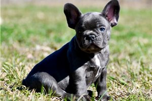 Mickey - French Bulldog for sale