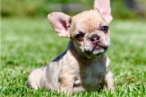 Ophelia - French Bulldog for sale