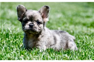 Cruz - puppy for sale