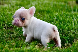 Oxana - puppy for sale