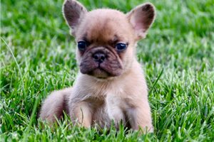 Ozzy - puppy for sale