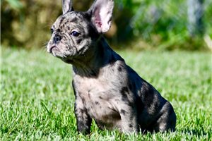 Rachel - French Bulldog for sale