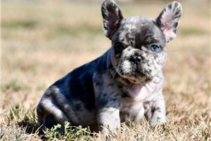 Margot - puppy for sale