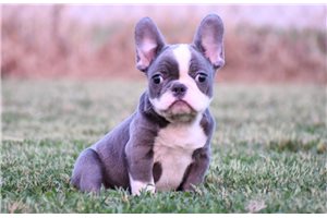 Beethoven - French Bulldog for sale