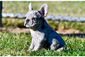 Alicia - French Bulldog for sale