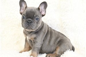 Bonnie - French Bulldog for sale