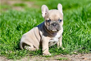 Ivory - French Bulldog for sale