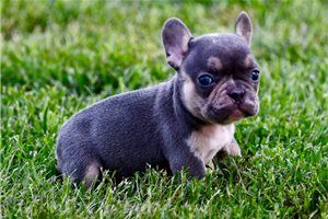 Patty - French Bulldog for sale
