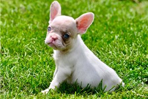 Oxana - French Bulldog for sale