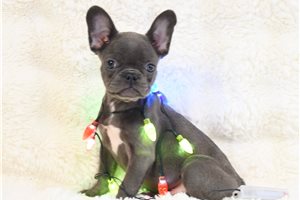 Rachelle - French Bulldog for sale