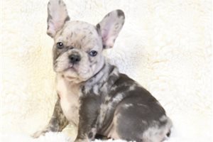 Naomi - French Bulldog for sale
