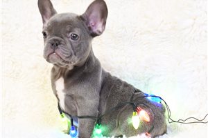 Slinky - French Bulldog for sale