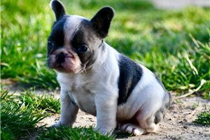 Trip - French Bulldog for sale