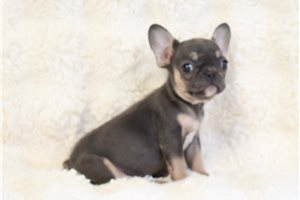 Cali - French Bulldog for sale