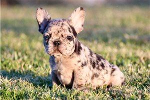 Faith - French Bulldog for sale
