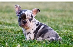 Giza - puppy for sale