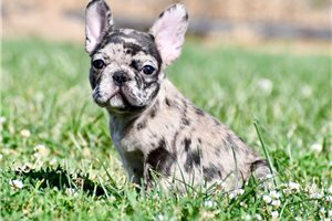 Felix - French Bulldog for sale