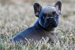 Harvey - French Bulldog for sale