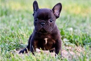 Ferdinand - puppy for sale