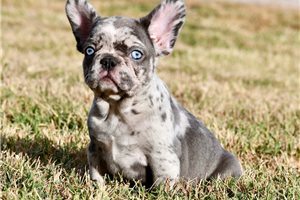 Bessie - French Bulldog for sale