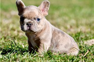 Jason - French Bulldog for sale