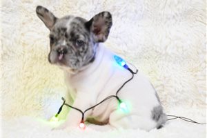 Arthur - French Bulldog for sale