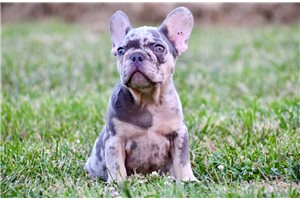 Bella - French Bulldog for sale