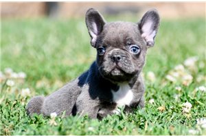 Baxter - puppy for sale
