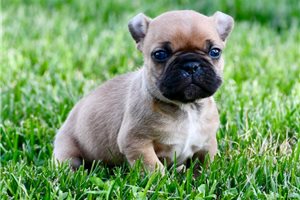 Merida - puppy for sale