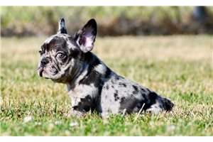 Beamer - French Bulldog for sale