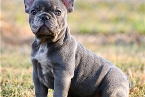 Bayer - French Bulldog, placed in Springfield