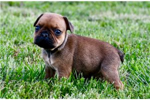 Owen - French Bulldog for sale