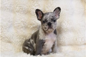 Annie - puppy for sale