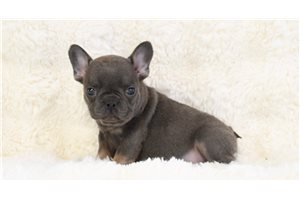 Babs - French Bulldog for sale