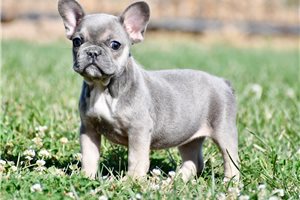 Cinder - French Bulldog for sale
