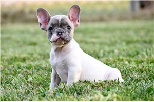 Callie - French Bulldog for sale