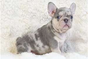 Gypsy - French Bulldog for sale