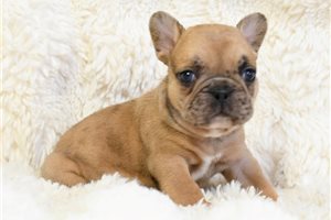 Isaiah - puppy for sale