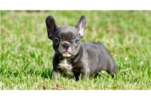 Beth - French Bulldog for sale
