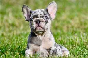 Bella - French Bulldog for sale