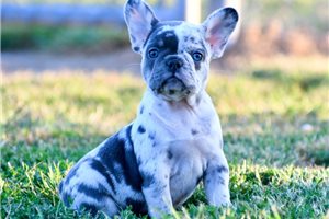 Giza - French Bulldog for sale