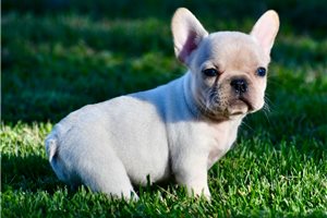 Lulu - puppy for sale