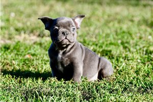 Olin - puppy for sale